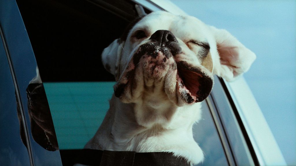Vw Dogs  Edited 1