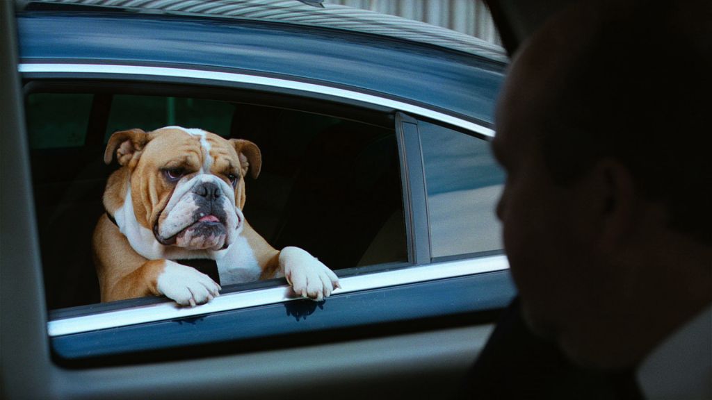 Vw Dogs  Edited 2