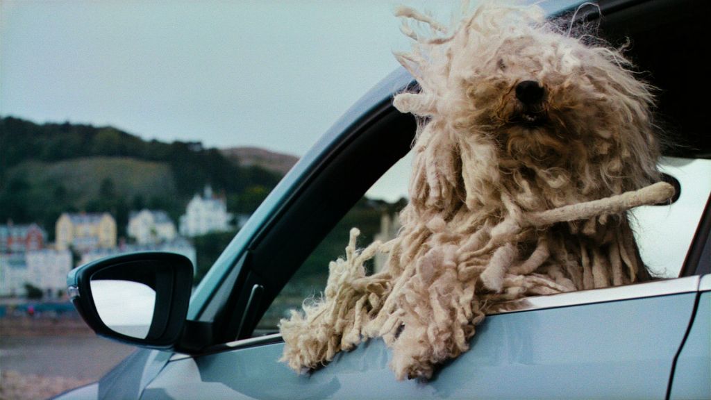 Vw Dogs  Edited 3