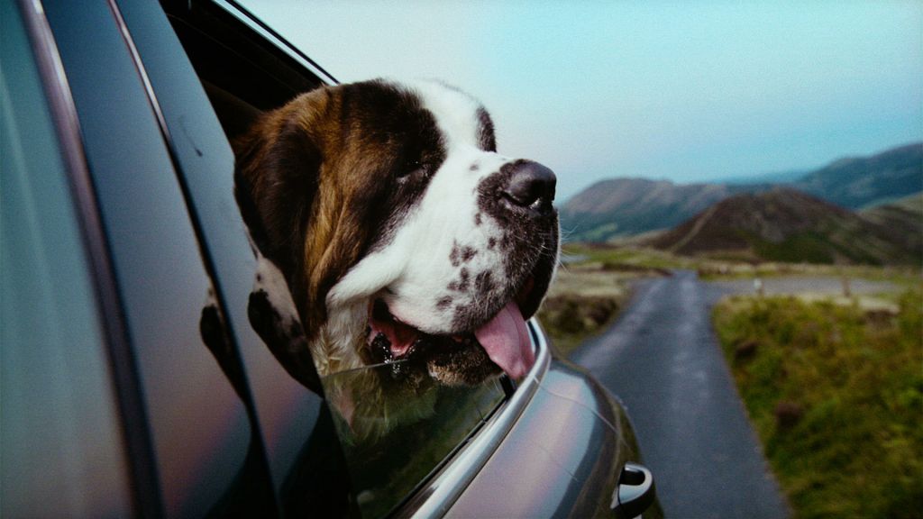 Vw Dogs  Edited 4